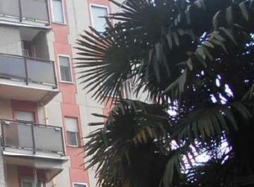 Vista
