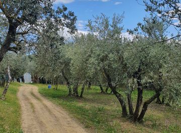 Terreni agricoli in vendita a Arezzo Casa.it