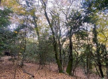 Terreno agricolo in Via di Santa Margherita a Montici a Firenze in zona Arcetri, Torre del Gallo