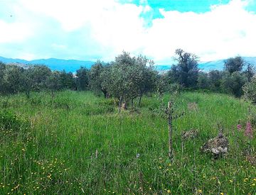 Foto 1 di 16 - Terreno agricolo in Vendita in Strada Comunale Poggi a Imperia