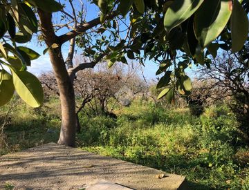 Giardino - Rustico, casale in Vendita in Contrada Rito a Ragusa
