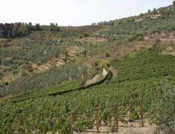 Foto 1 di 24 - Terreno agricolo in Vendita in Via Miramonti 3 a Perinaldo