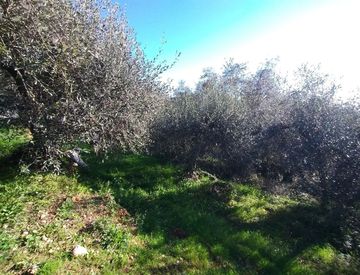 Foto 1 di 6 - Terreno agricolo in Vendita in Via Sant'Anna a Ventimiglia