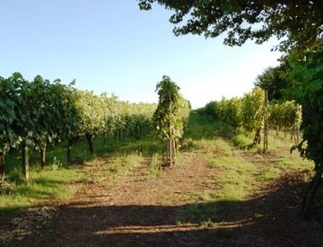 Foto 1 di 2 - Terreno agricolo in Vendita in Strada Provinciale 44 a Castel Viscardo