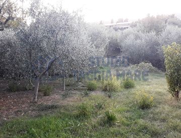 Foto 1 di 4 - Terreno agricolo in Vendita in Via del Piano a Taggia