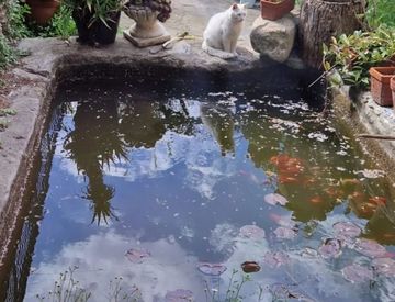 Giardino - Casa indipendente in Vendita in Strada Statale 1 a Vallecrosia