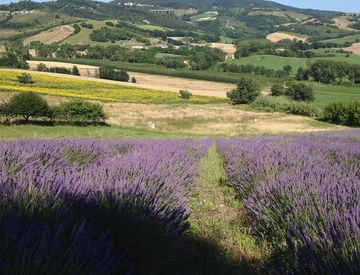Vista - Rustico, casale in Vendita in Varano a Ancona