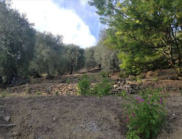 Foto 1 di 8 - Terreno agricolo in Vendita in Strada Provinciale 59 a Perinaldo