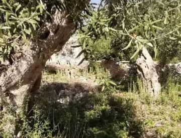 Giardino - Rustico, casale in Vendita a Modica