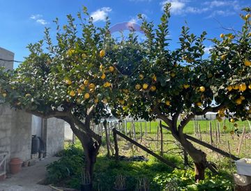 Giardino - Rustico, casale in Vendita in Contrada Piano Grande a Scicli
