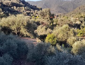 Foto 1 di 7 - Terreno agricolo in Vendita in Viale Europa a Vallebona