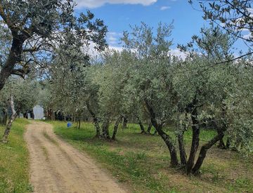 Terreno agricolo in Vendita in Localit Gaville a Arezzo 2500mq