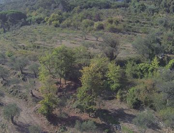 Giardino - Terreno agricolo in Vendita in Via Poggi a Imperia