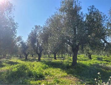 Giardino - Rustico, casale in Vendita in Strada Statale 93 a Canosa di Puglia