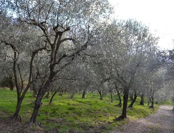 Foto 1 di 3 - Terreno agricolo in Vendita in Strada belando a Ceriana