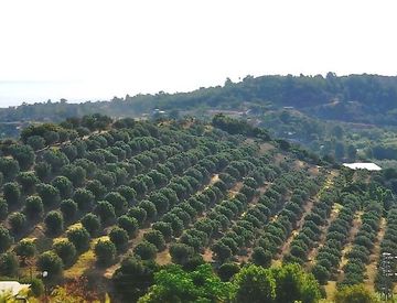 Foto 1 di 1 - Terreno agricolo in Vendita in Località Caldarello a Soverato