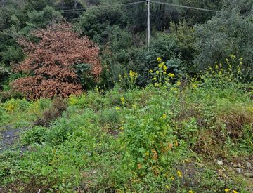 Foto 1 di 4 - Terreno agricolo in Vendita in Via Baite a Imperia