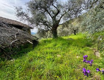 Giardino - Rustico, casale in Vendita in Via Monsignore Tornatore a Dolceacqua