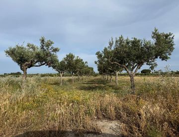 Giardino - Terreno agricolo in Vendita in Contrada ballottella a Misiliscemi