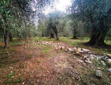 Giardino - Terreno edificabile in Vendita in Via Cà de Calvi a San Bartolomeo al Mare