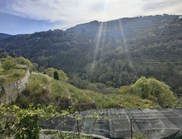 Foto 1 di 4 - Terreno agricolo in Vendita in zona Centro a Vallebona