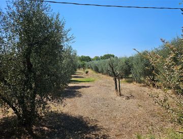 Foto 1 di 13 - Terreno agricolo in Vendita in Viale Guglielmo Marconi a Giove