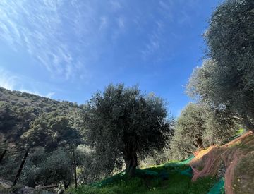 Giardino - Terreno agricolo in Vendita in regione fasce lunghe a Taggia