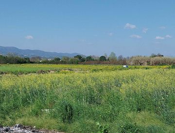 Terreno - Terreno agricolo in Vendita in Via Campi Bisenzio a Campi Bisenzio