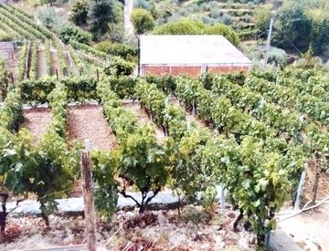 Giardino - Casa indipendente in Vendita a San Biagio della Cima
