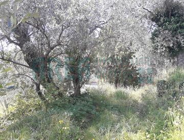 Foto 1 di 2 - Terreno agricolo in Vendita in Strada dei Campi a Imperia