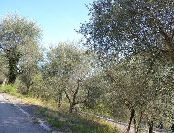 Foto 1 di 3 - Terreno agricolo in Vendita in Strada provinciale nord a Ceriana