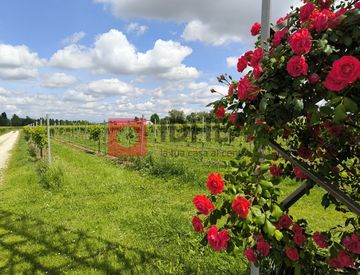 Foto 1 di 7 - Terreno agricolo in Vendita in Via Chiesa a Silea