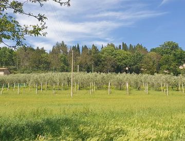 Vista - Terreno agricolo in Vendita a Assisi