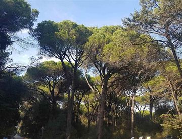 Giardino - Appartamento in Affitto in zona Barbaricina-Cep-San Rossore a Pisa