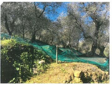 Foto 1 di 4 - Terreno agricolo in Vendita in boscomare a Pietrabruna