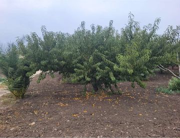 Giardino - Rustico, casale in Vendita in Strada Statale 93 a Canosa di Puglia