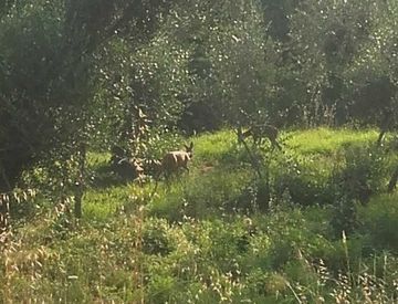Foto 1 di 1 - Terreno agricolo in Vendita in Via provinciale a Pietrabruna