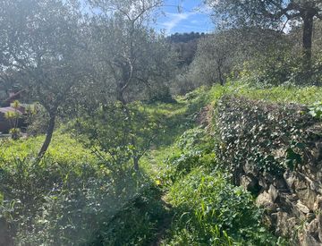 Foto 1 di 27 - Terreno agricolo in Vendita in Strada Fontana Natta IMPERIA (IM) 18100 a Imperia