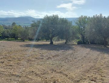 Giardino - Rustico, casale in Vendita in zona Centro a Comiso