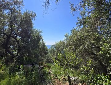 Giardino - Terreno edificabile in Vendita in Regione Ronchi a Cipressa