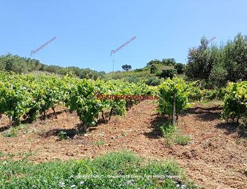 Giardino - Terreno agricolo in Vendita in Via Madonna del Riposo 94 a Alcamo