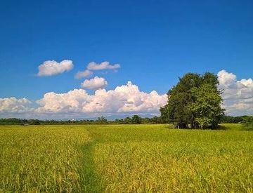 Giardino - Rustico, casale in Vendita in zona Semicentro a Vercelli