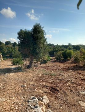 Foto 1 di 10 - Terreno agricolo in Vendita in Contrada Monte Marcucci a Ceglie Messapica