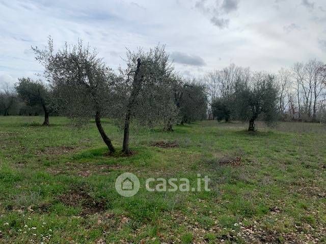 Terreno agricolo in commerciale in loc pontone delle forche