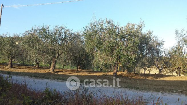 Terreno agricolo in commerciale in Contrada Bora Ragnola