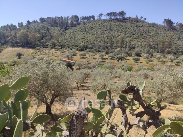 Terreno agricolo in commerciale in Strada Senza Nome