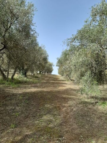 Terreno agricolo in commerciale in Strada Fontanaccio 1