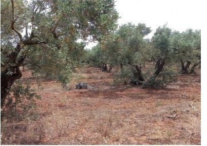 Terreno agricolo in commerciale in Via JQ36+VR