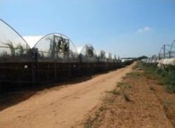 Terreno agricolo in commerciale in
