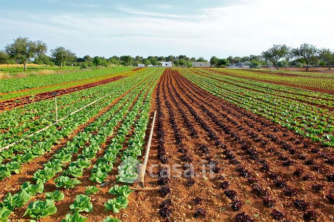 Terreno agricolo in commerciale in Via Moglianese